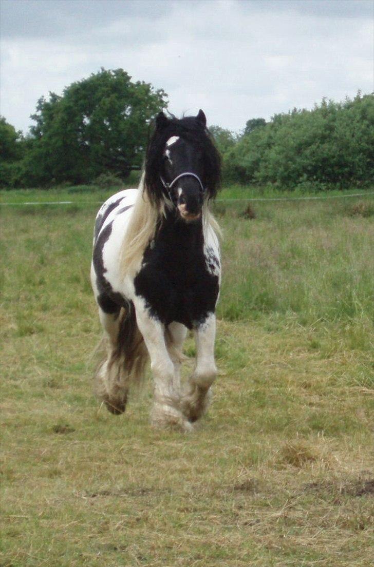 Irish Cob Mr. Sullivan *Avlshingst* - En glad Sullivan kommer os i møde eng 2012 billede 2