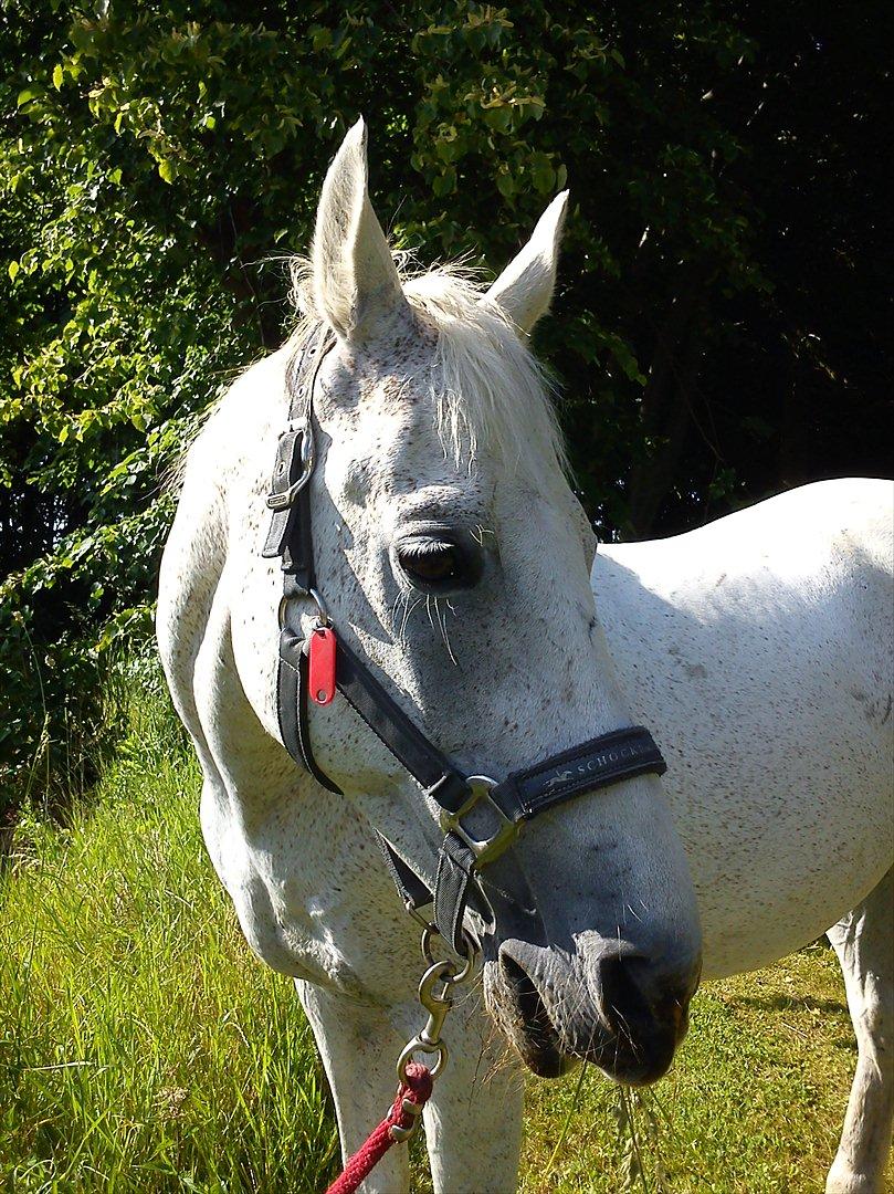 Anden særlig race Lazey Boy - sommer 2012 billede 11