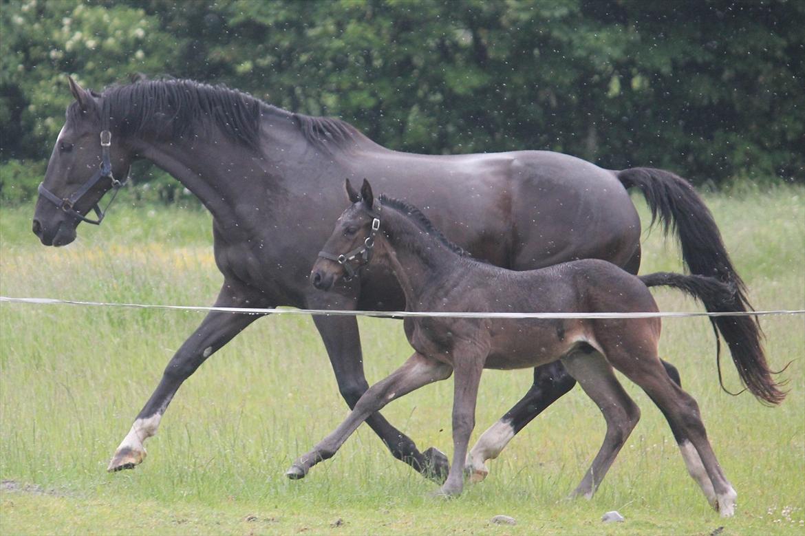 Dansk Varmblod Medina - Medina og hendes 4. føl :-D billede 17