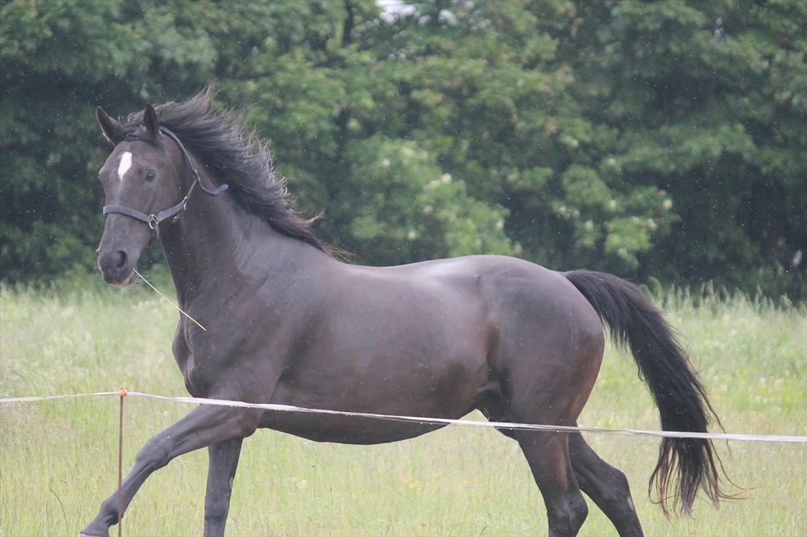 Dansk Varmblod Medina billede 18