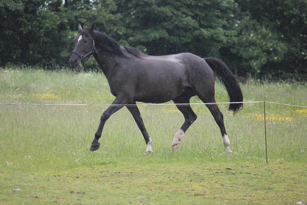Dansk Varmblod Medina billede 5