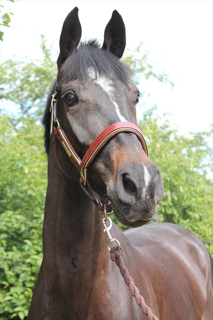 Württemberger Nashville 2 - Velkommen til Nashville's Profil billede 1