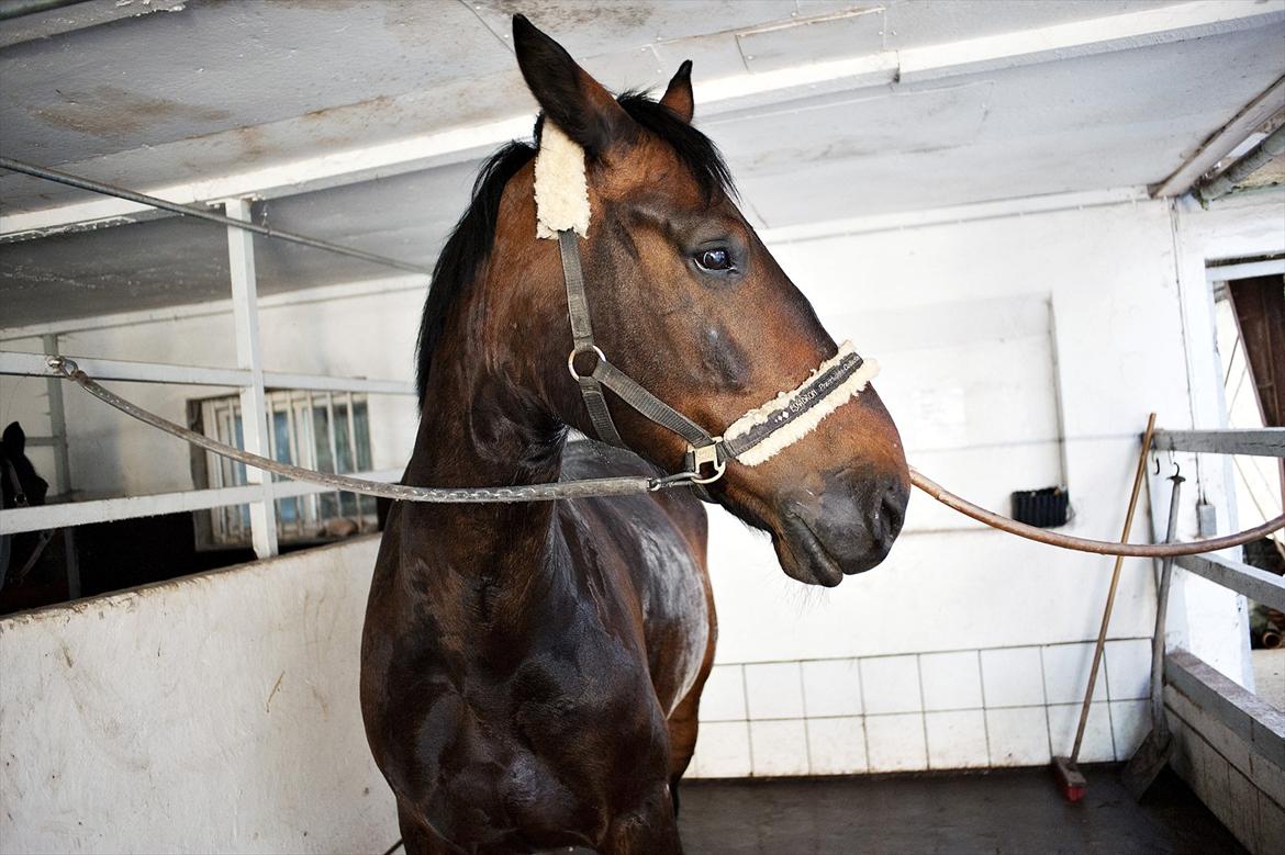 Oldenborg Markus Af Lundsager - Min dejlige Markus! <3 billede 1