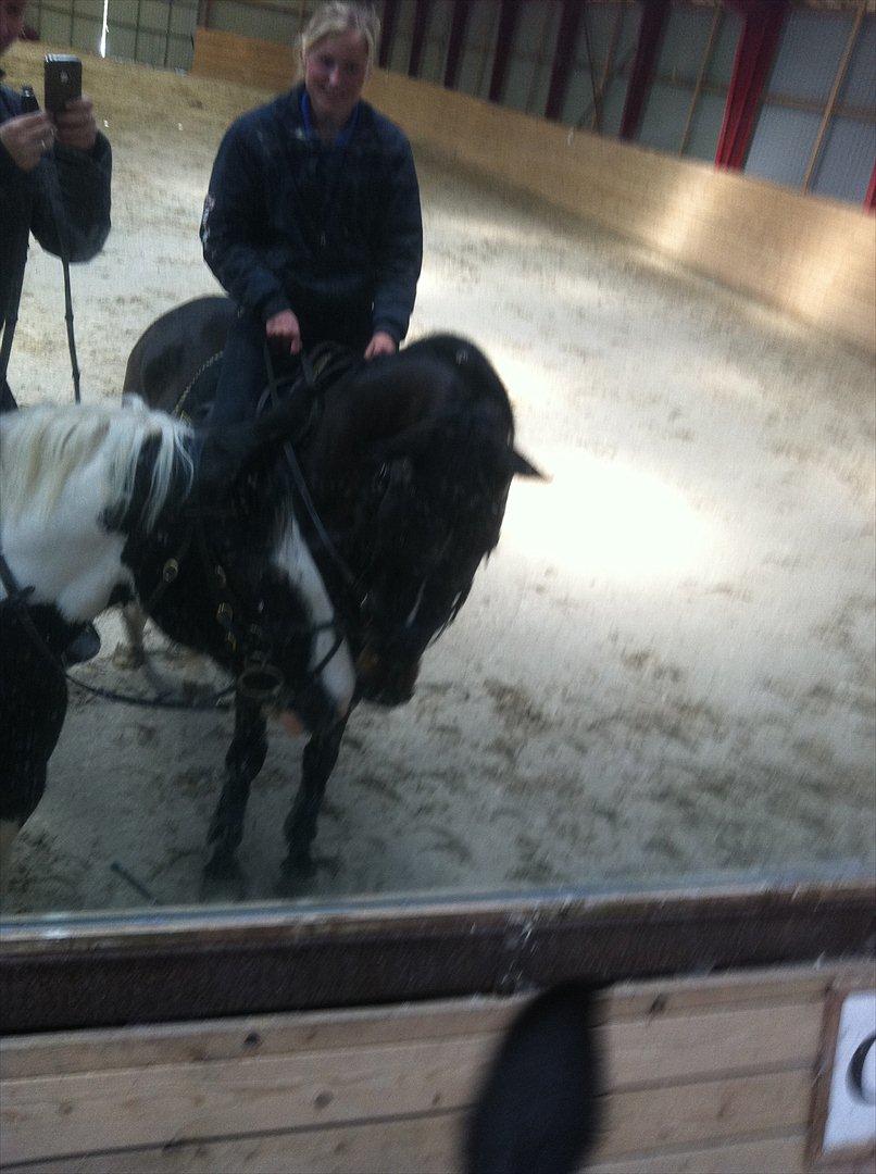 Württemberger Nashville 2 billede 2