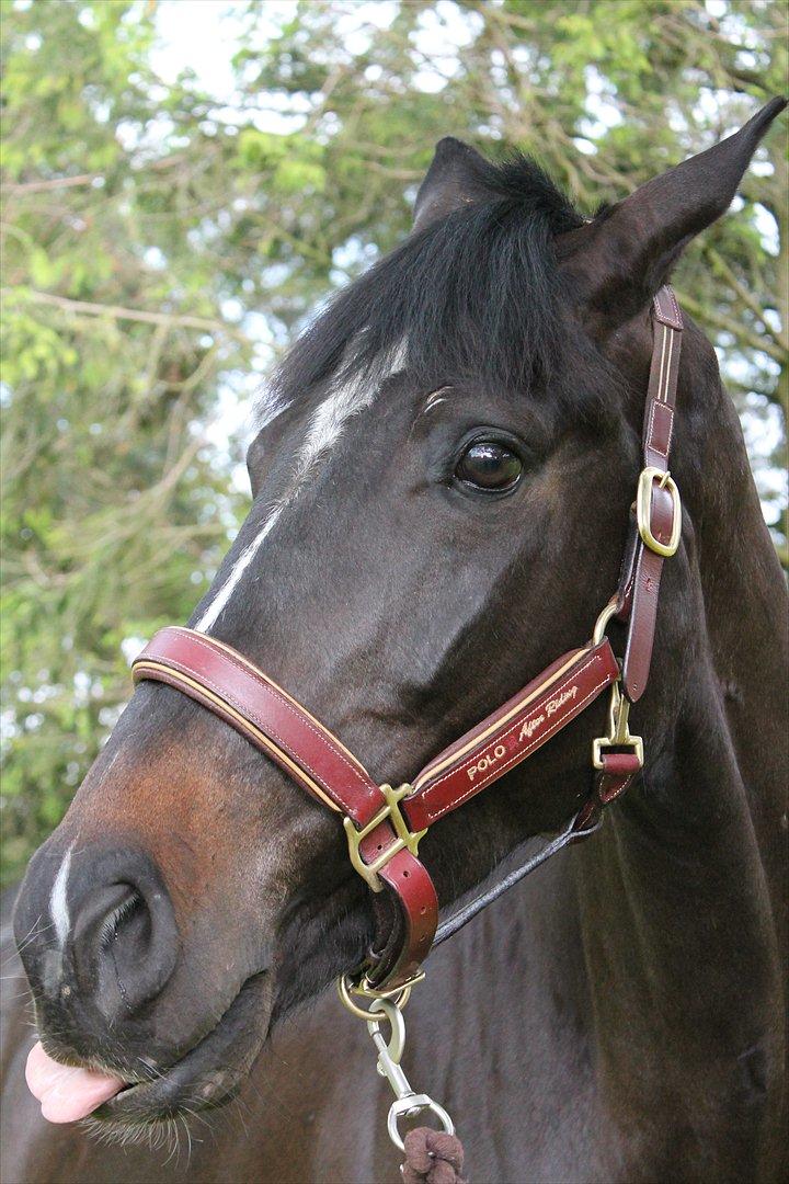 Württemberger Nashville 2 billede 5