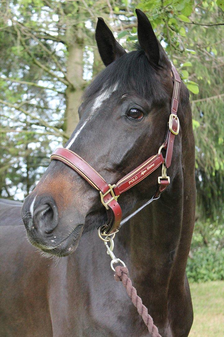 Württemberger Nashville 2 billede 3