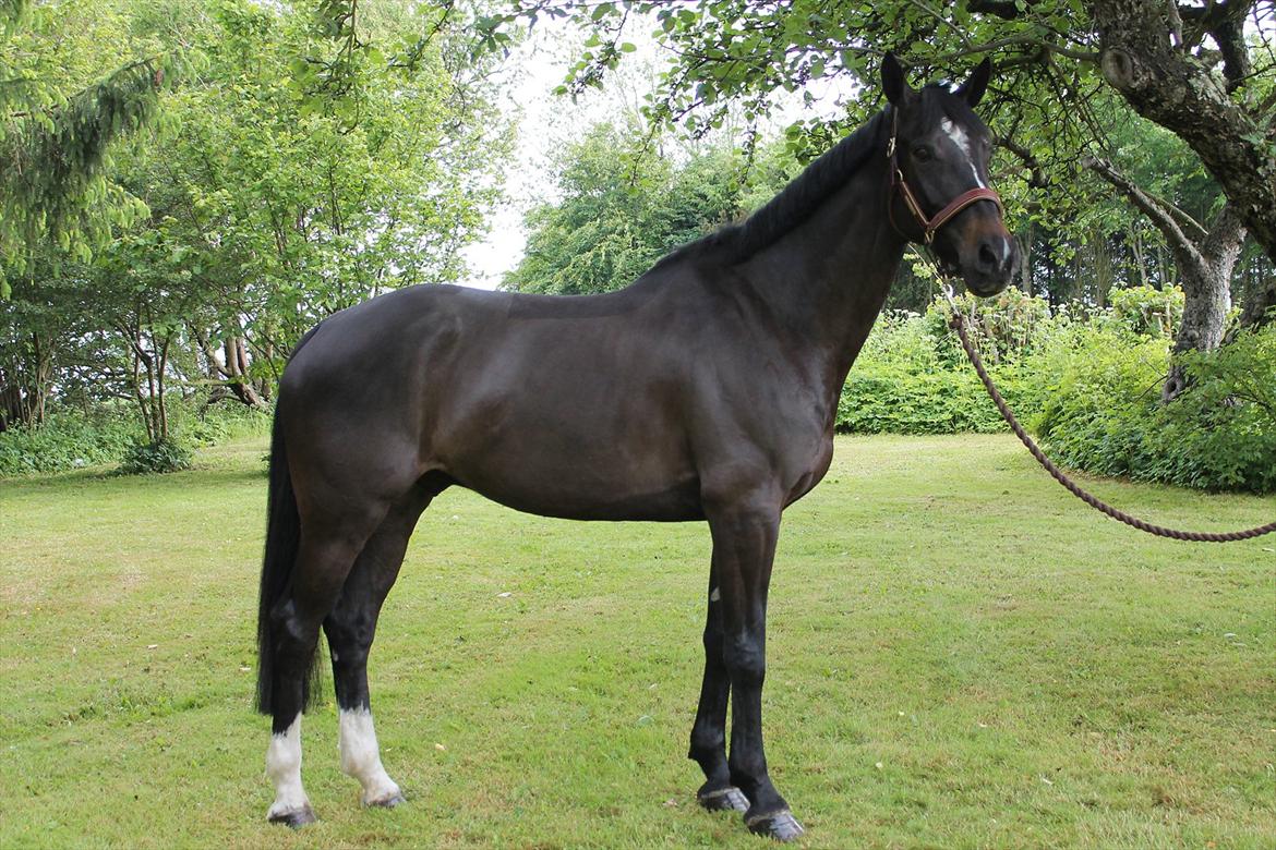 Württemberger Nashville 2 billede 6