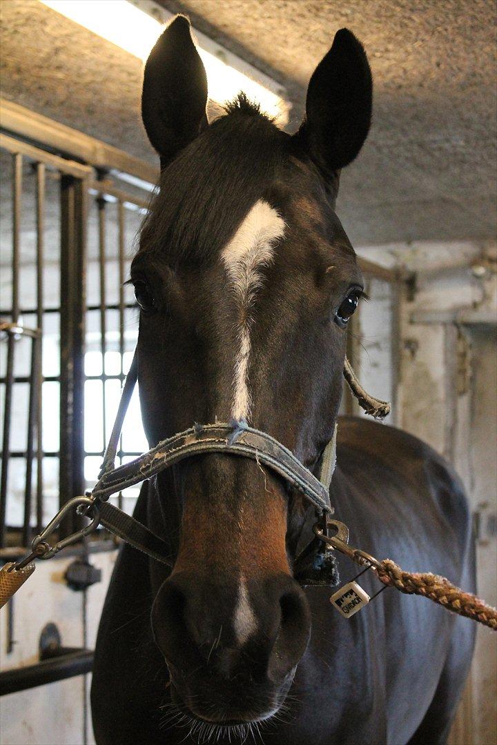 Württemberger Nashville 2 billede 7