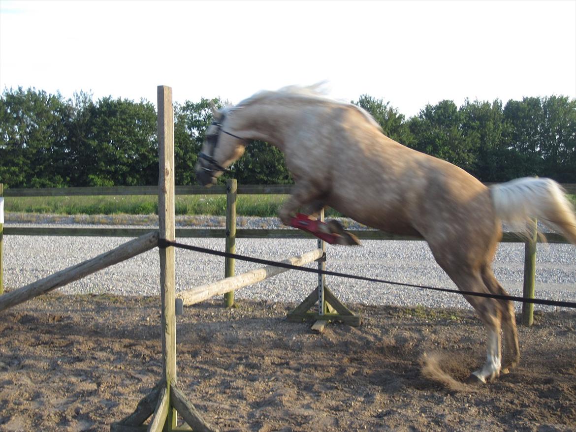Palomino Frønsen - ja det er så frønsen som er dressur hest men løst springe det kan hun godt lig :)

du var bare for sej:) billede 8