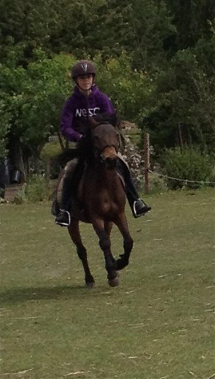 Dartmoor Springtime<3 billede 16