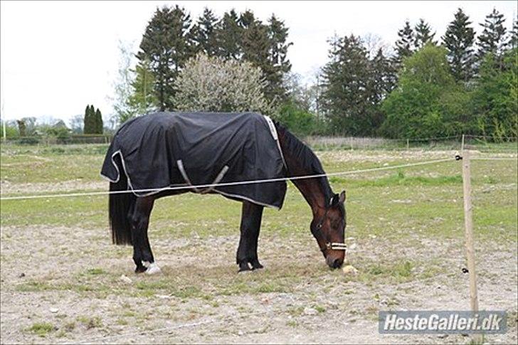 Oldenborg Markus Af Lundsager billede 16