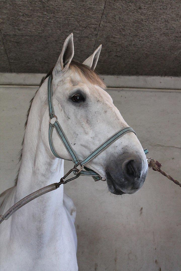 Zangersheide Ancoriano Z billede 1