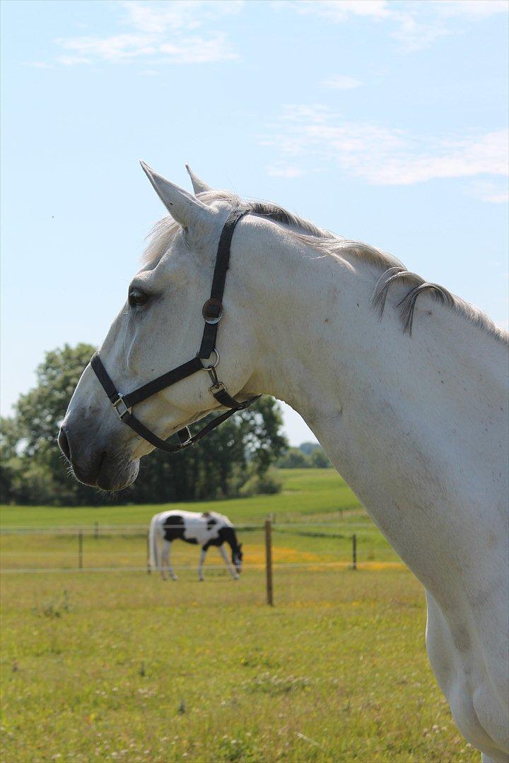 Zangersheide Ancoriano Z billede 2