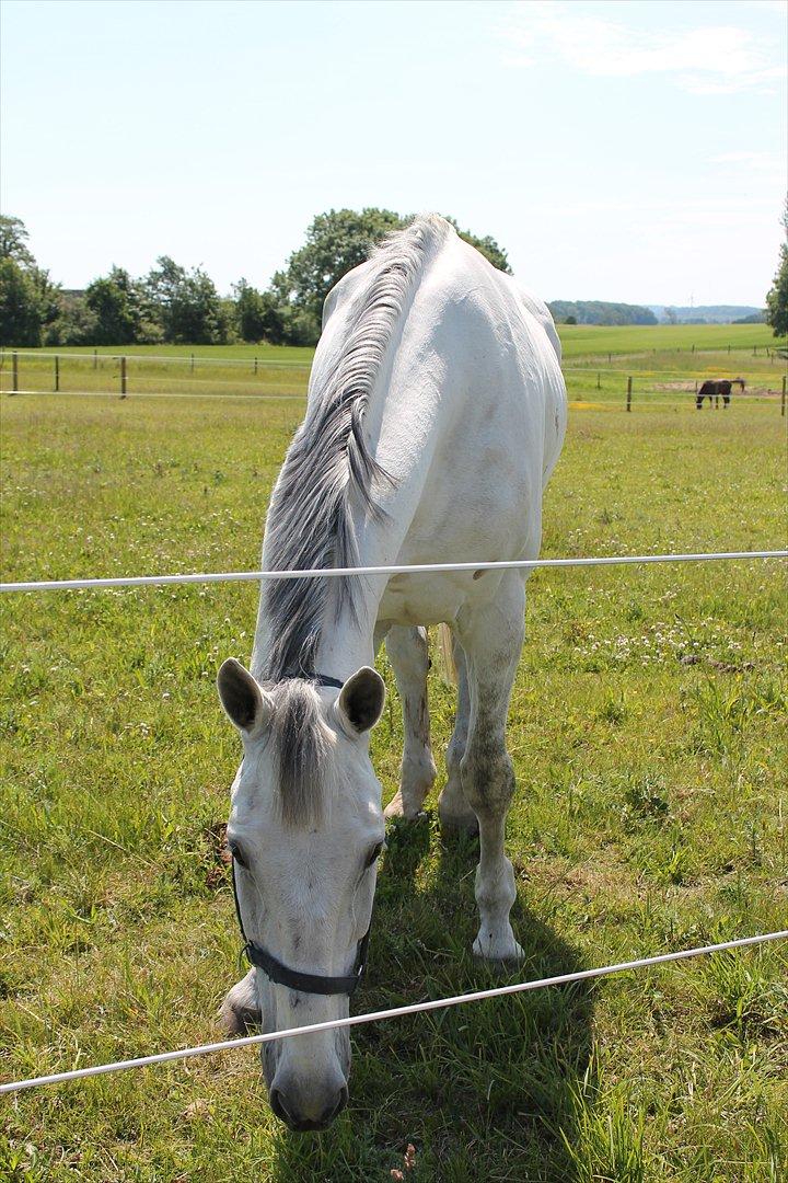 Zangersheide Ancoriano Z billede 3