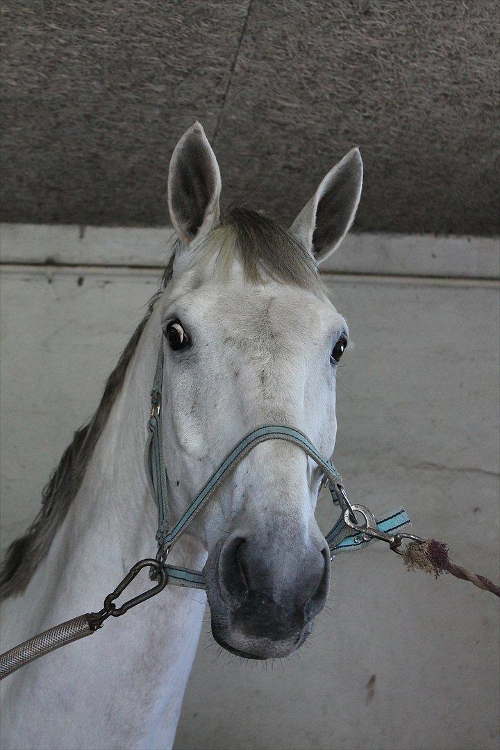 Zangersheide Ancoriano Z billede 4