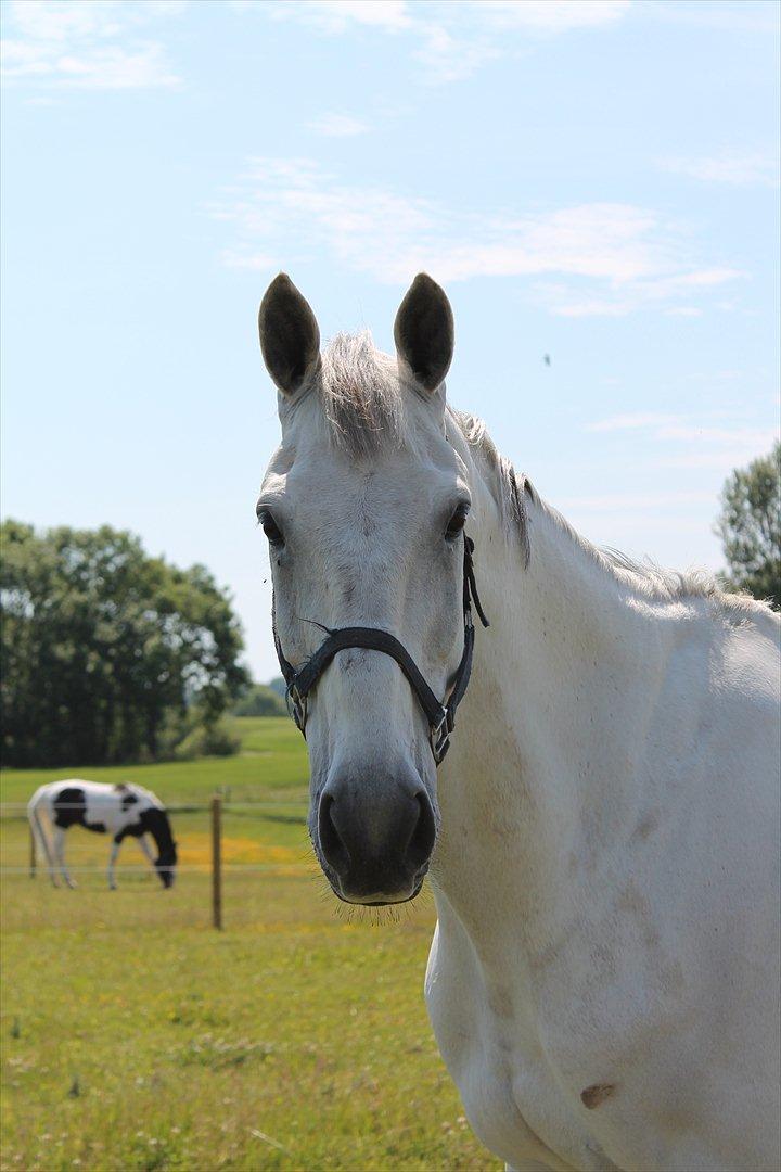 Zangersheide Ancoriano Z billede 5
