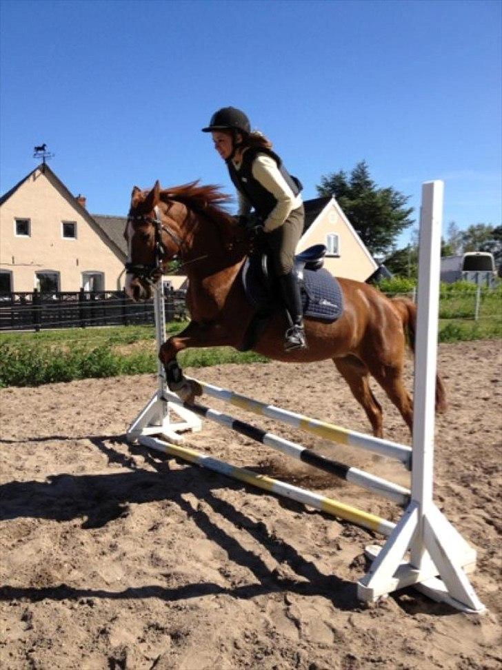 Anden særlig race Bella billede 5