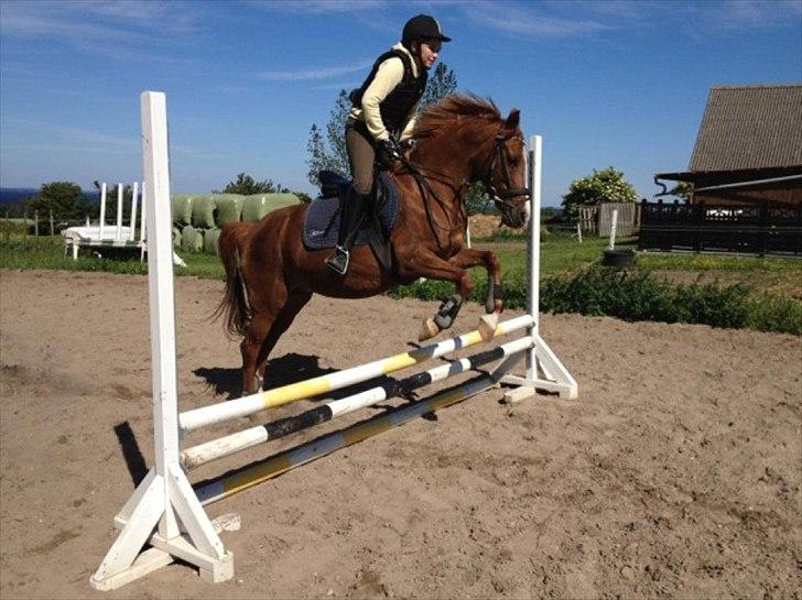 Anden særlig race Bella billede 2