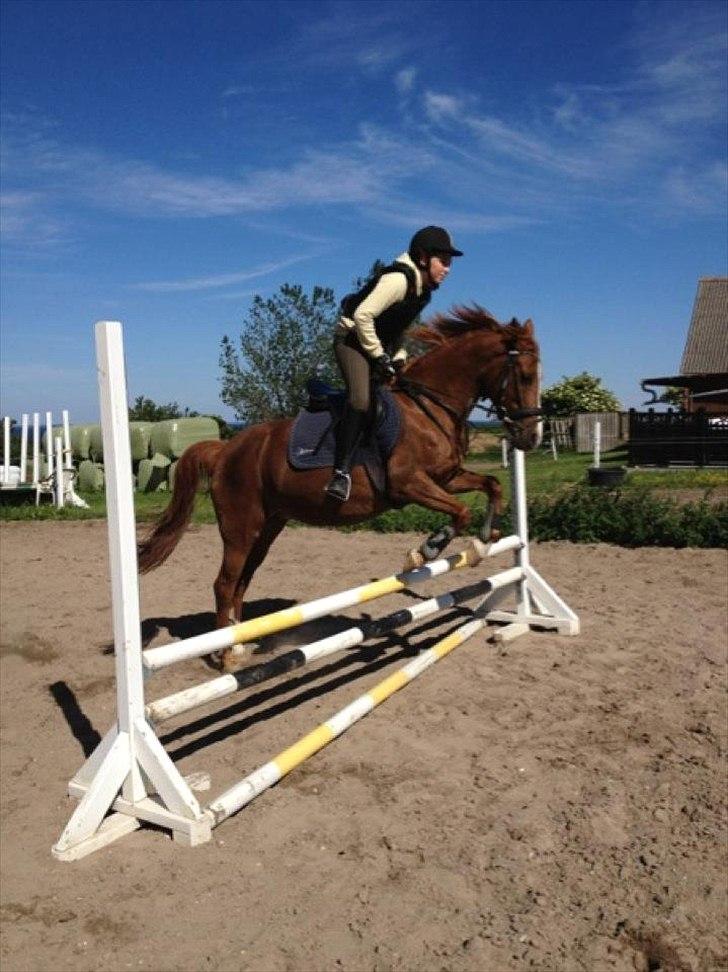 Anden særlig race Bella billede 7