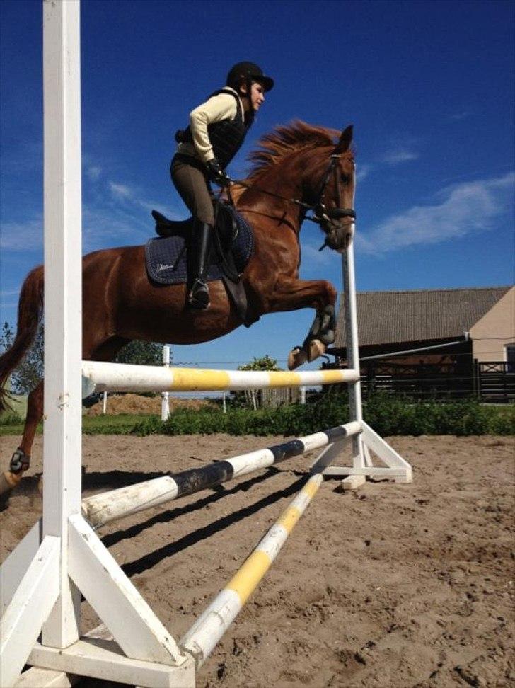 Anden særlig race Bella - tror det er ca 78 cm<3 det højeste jeg har sprunget:D er ret stolt!
 billede 4
