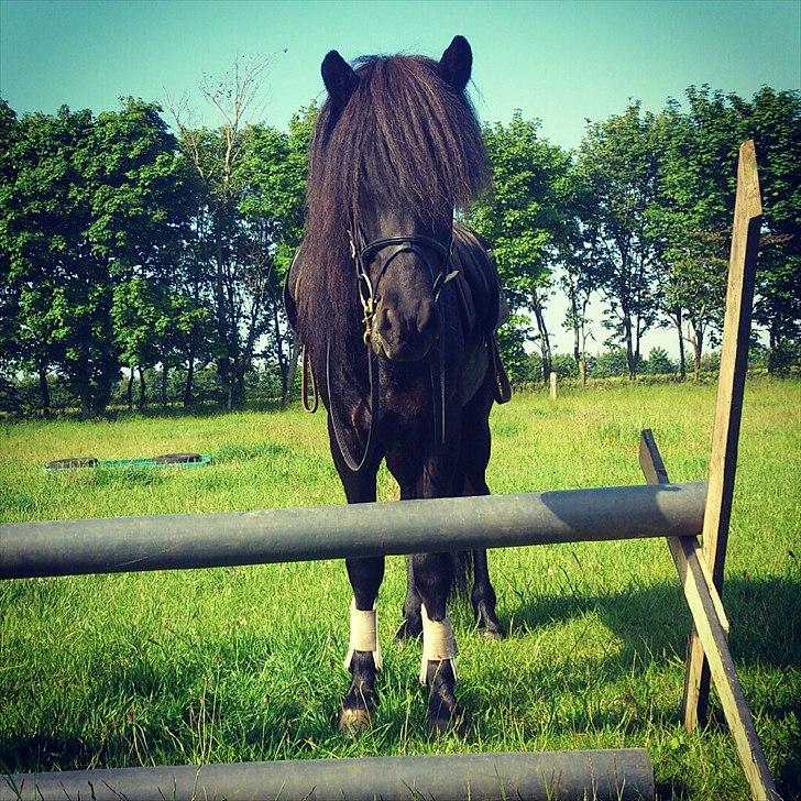 Islænder Askjör fra Lyskjær [Mit kæreste eje] - Prinsen i mit liv!<3 billede 6