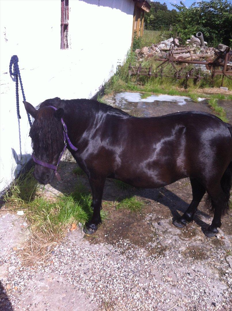 Shetlænder Mosbækmindes Jasmin - Klar til udstilling i morgen<3 billede 7