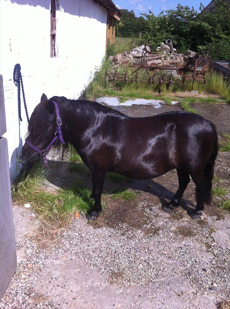 Shetlænder Mosbækmindes Jasmin - Klar til udstilling i morgen<3 billede 8