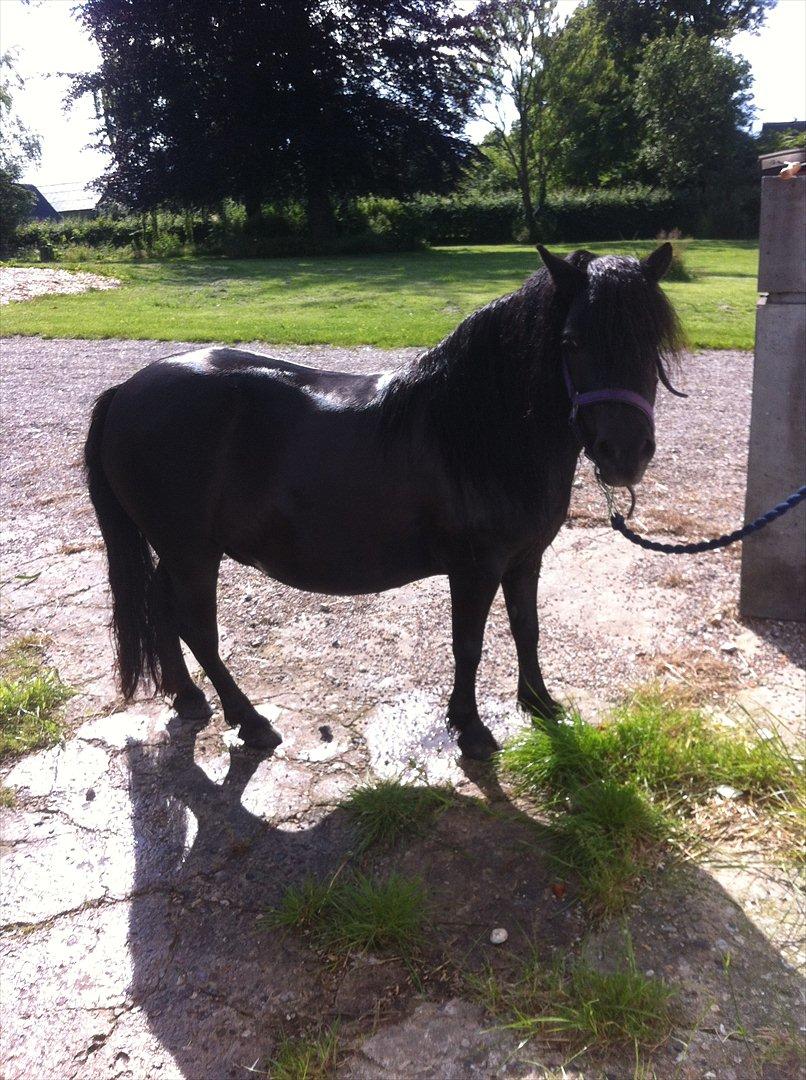 Shetlænder Mosbækmindes Jasmin - Klar til udstilling i morgen<3 billede 9