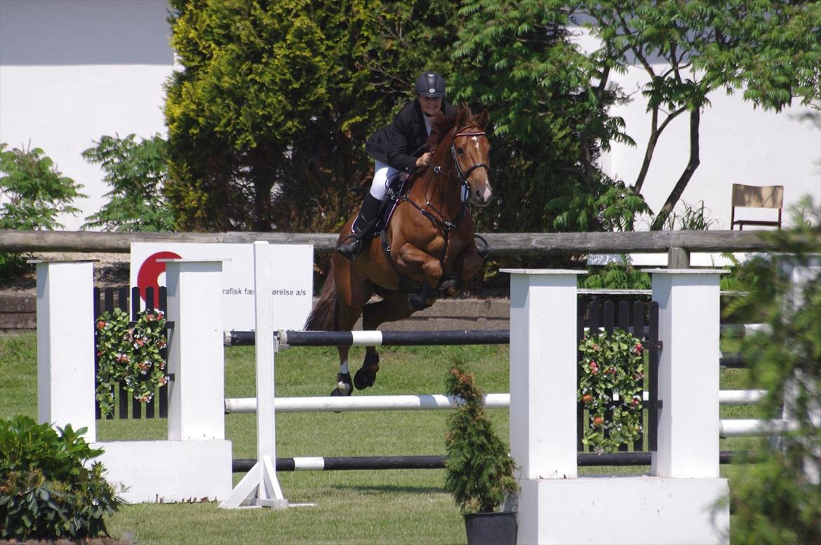 Dansk Varmblod Calliano - Calle er flyvende. 
Med Jannie.  billede 1