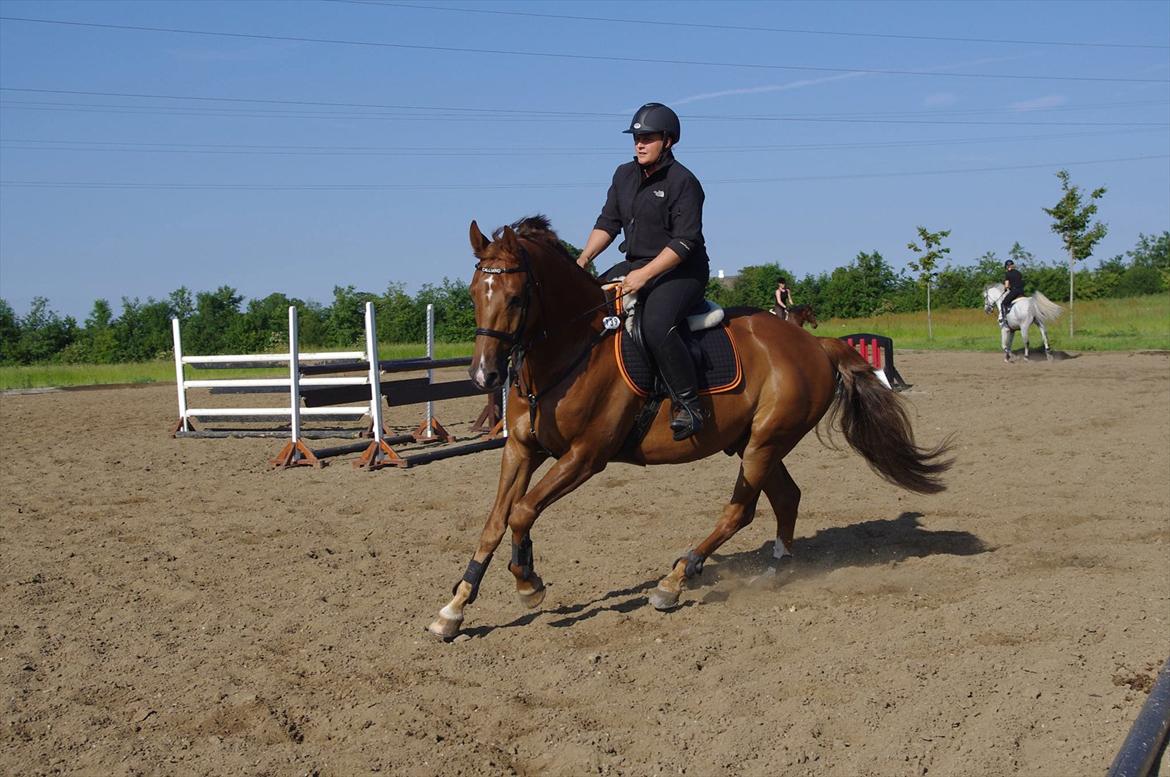 Dansk Varmblod Calliano - Calle til træning ved Johnny Hansen - med Jannie.  billede 2
