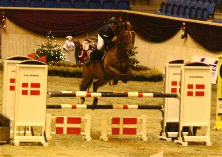 Dansk Varmblod Calliano - Calle til DCSW med Jannie billede 3