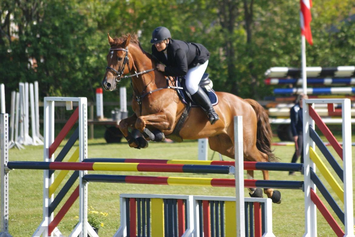 Dansk Varmblod Calliano - Med Jannie  billede 4