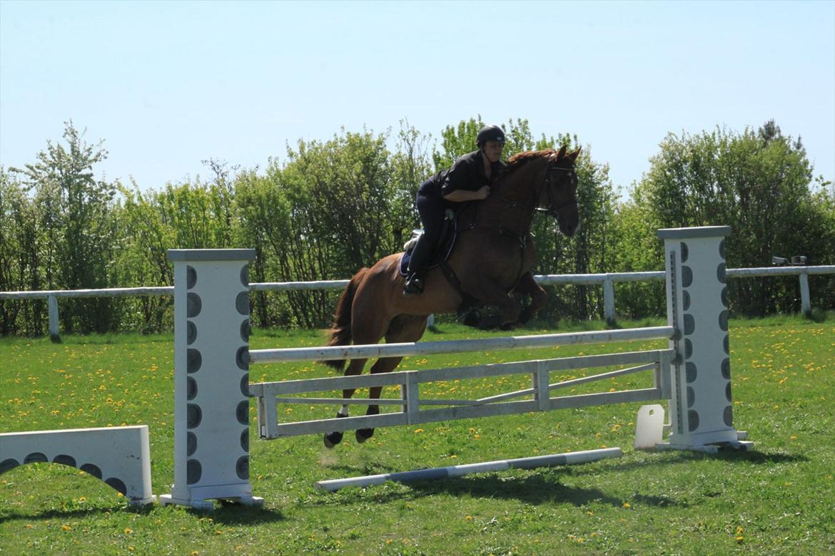 Dansk Varmblod Calliano - Træning på skåde - med Jannie  billede 6