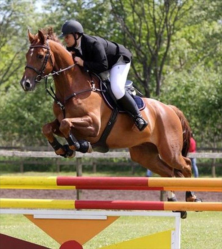 Dansk Varmblod Calliano - Med Jannie  billede 10