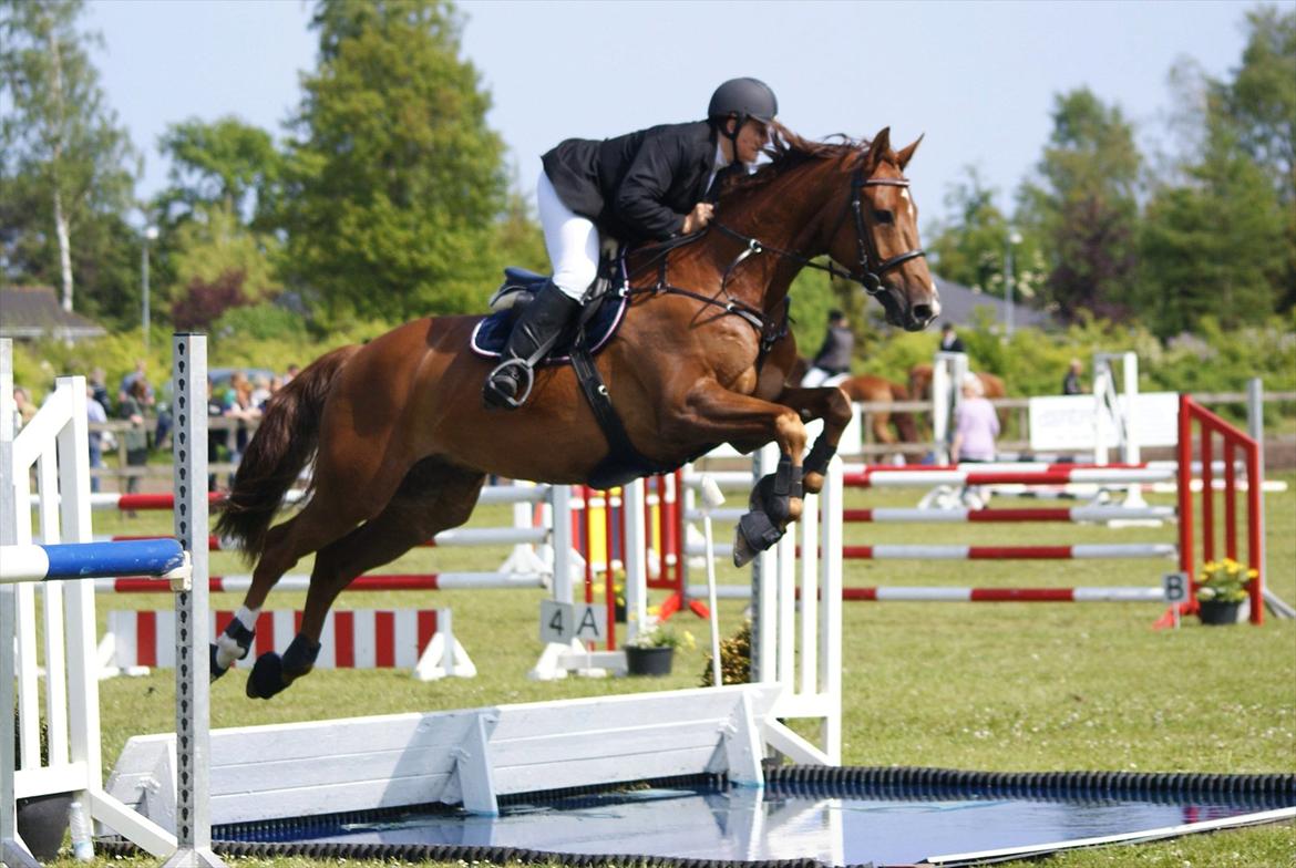 Dansk Varmblod Calliano - Over vand med Jannie  billede 11