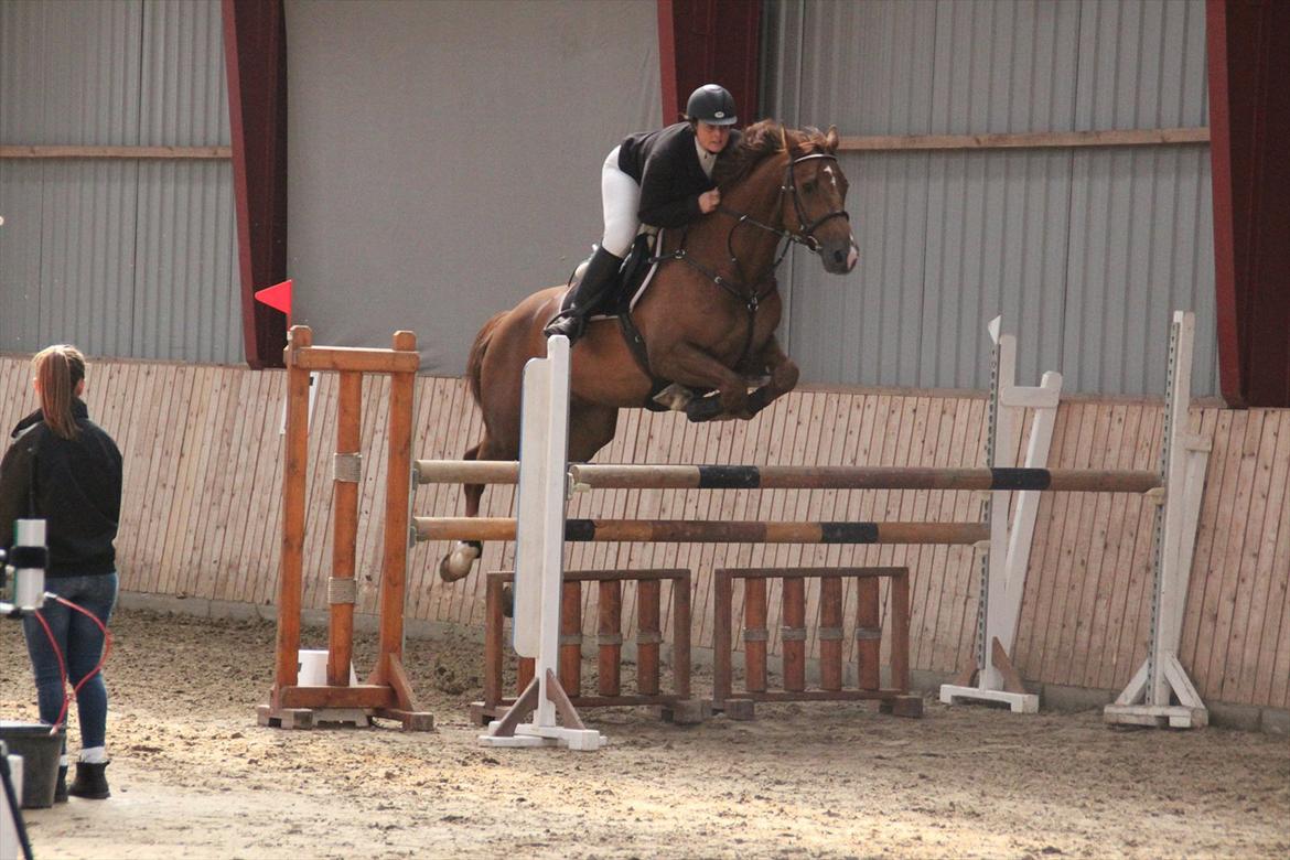 Dansk Varmblod Calliano - Calle springer ALT! 
med Jannie  billede 13