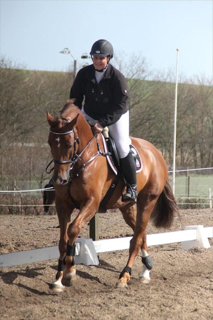 Dansk Varmblod Calliano - Calle kan også gå pænt! :-) 
Med Jannie  billede 14