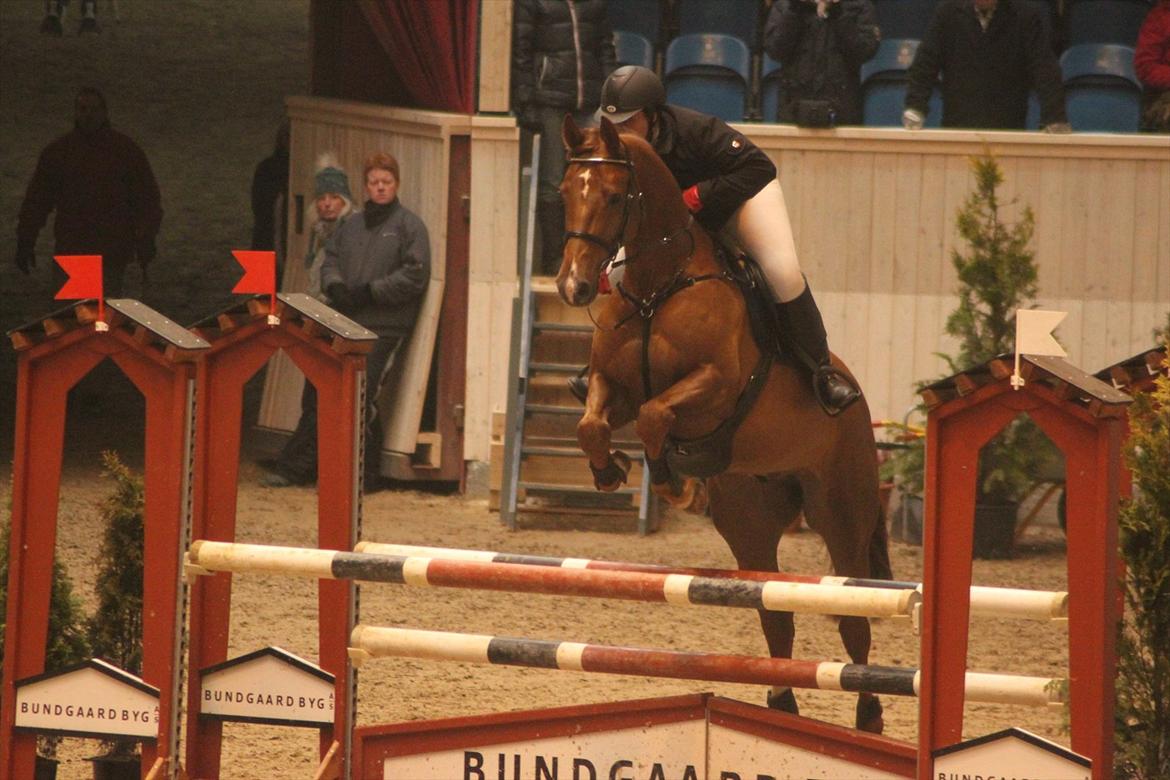 Dansk Varmblod Calliano - Calle på Vilhelmsborg 
med Jannie  billede 15