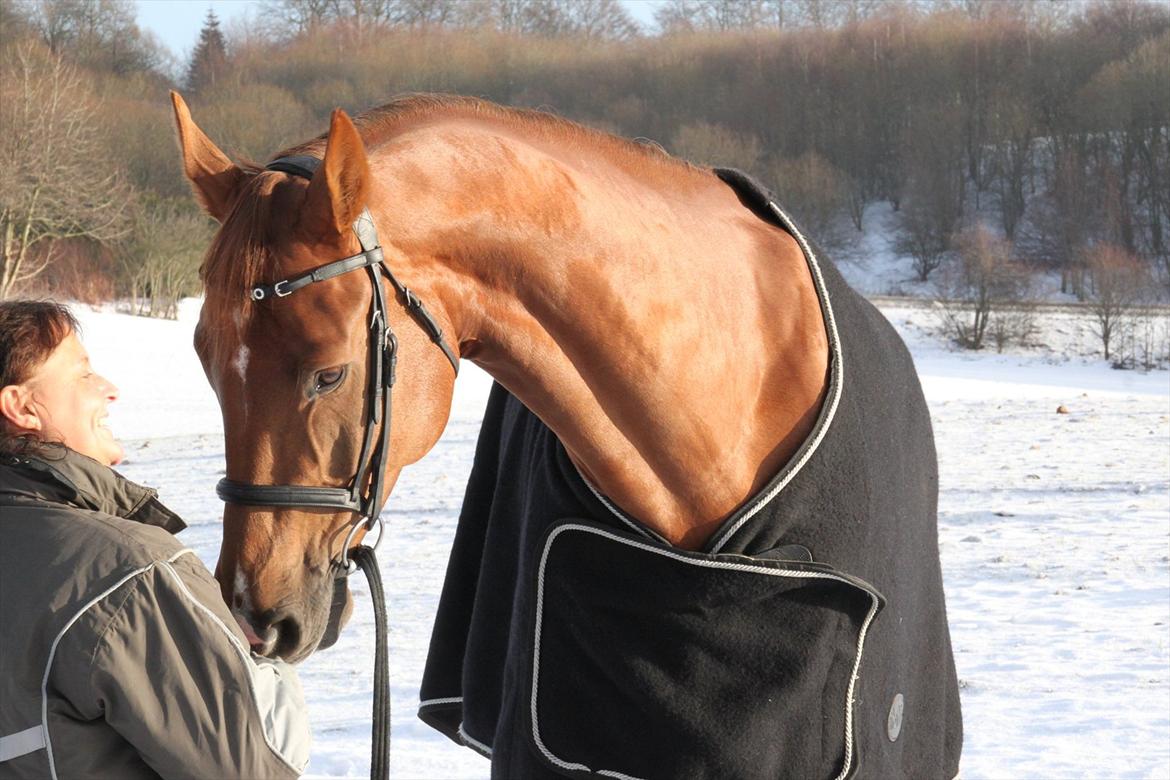 Dansk Varmblod Calliano - Calle hygger :-)  billede 16