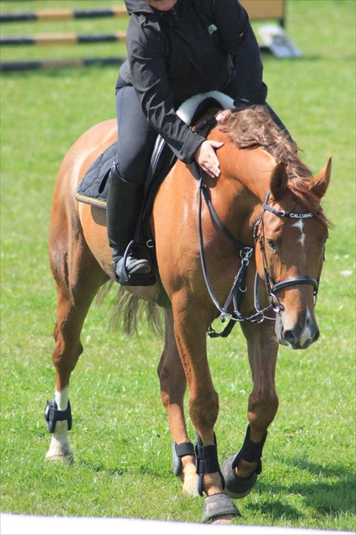 Dansk Varmblod Calliano - Calle efter en god træning!
Med Jannie  billede 18