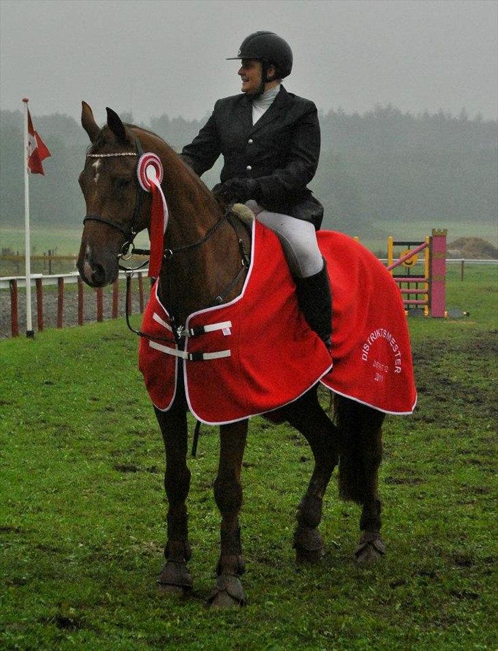 Dansk Varmblod Calliano - Vinder-calle <3 
-Med Jannie  billede 19