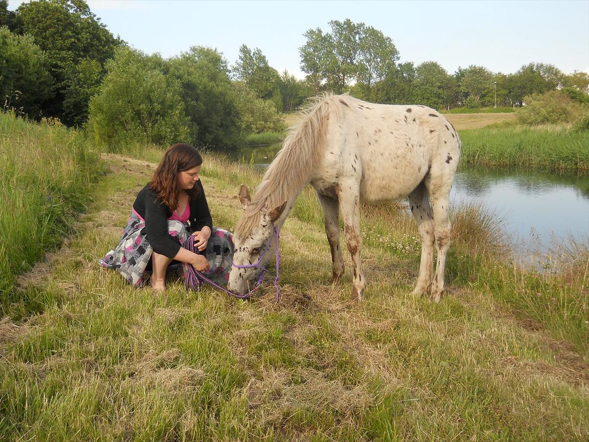 Knabstrupper Stald Buch's Cinero - Hygge ved søen
22. juni 2012 billede 25