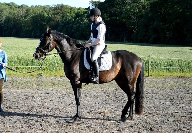 Dansk Varmblod / Sportspony   November Surprise - November første gang med rytter D. billede 20