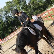 Anden særlig race Hagbard [Red engang]