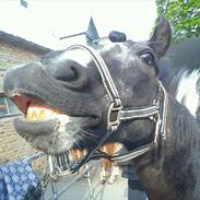 Anden særlig race Bounty 