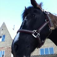 Anden særlig race Bounty 