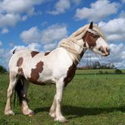 Irish Cob freja