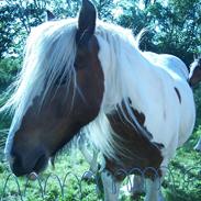 Irish Cob freja