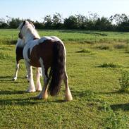 Irish Cob freja