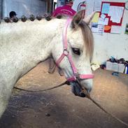 Anden særlig race Cocoon